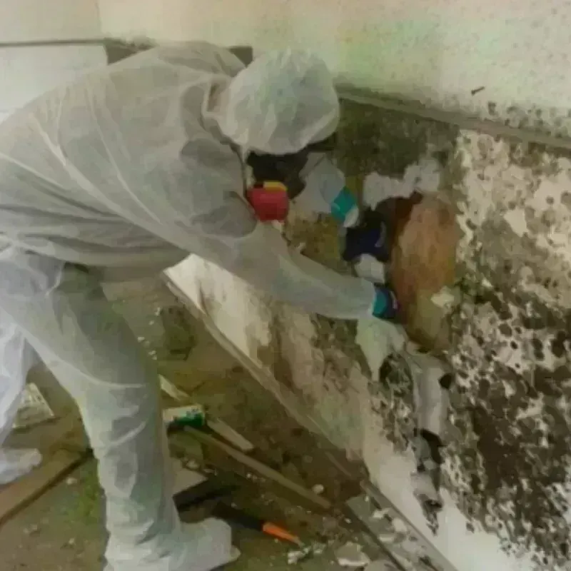 Mold Remediation and Removal in Cross Plains, TN